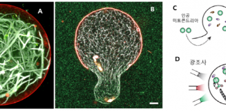 스스로 광합성하는 인공세포 제작 성공