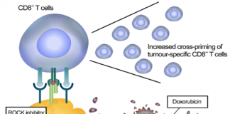 면역시스템 활성화로 암세포만 인식해 박멸