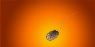 남성불임 원인 찾아…정자 머리-꼬리 잇는 단백질 발견