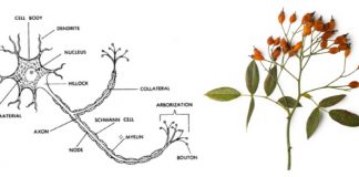 새로운 뇌세포… ‘로즈힙 뉴런’ 발견