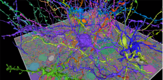 구글 AI, 연결체학으로 인간 `뇌 지도` 그린다