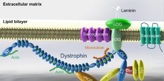 유전자 가위 ‘크리스퍼’로 근위축증 유전자 복구 성공